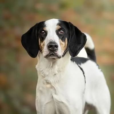 Samy, male mixed breed for adoption at SPA de la Haute-Vienne, Couzeix