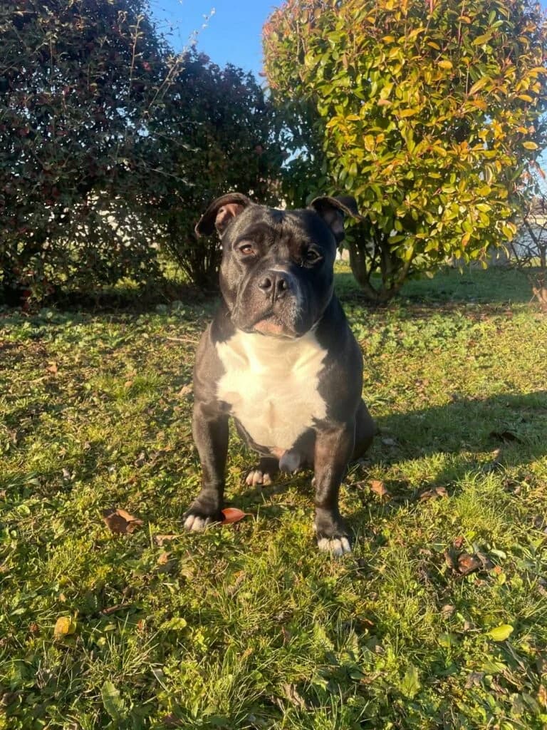 Saphir, male mixed breed for adoption at SPA de la Haute-Vienne, Couzeix