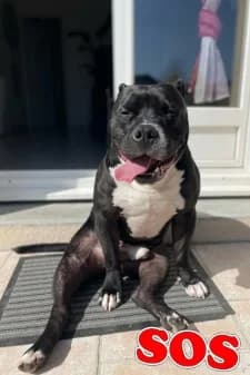 Saphir, male 5yo mixed breed for adoption at SPA de la Haute-Vienne, Couzeix