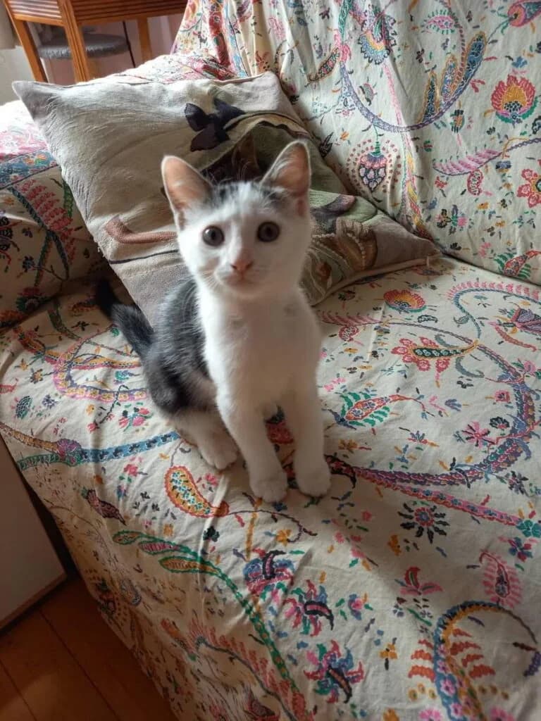 Séraphin, male Mixed Breed for adoption at SPA de la Haute-Vienne, Couzeix
