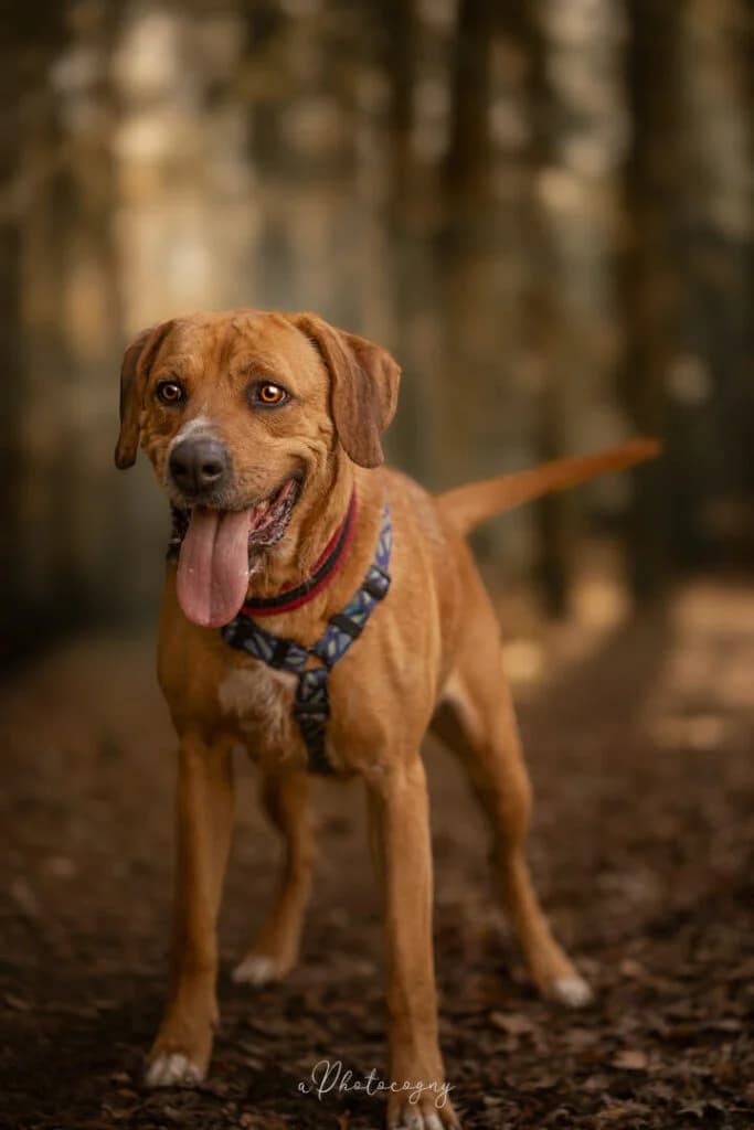 Sheba, female Labrador Retriever for adoption at SPA de la Haute-Vienne, Couzeix
