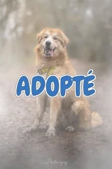 Shopping, male Labrador Retriever for adoption at SPA de la Haute-Vienne, Couzeix — photo 8 of 10