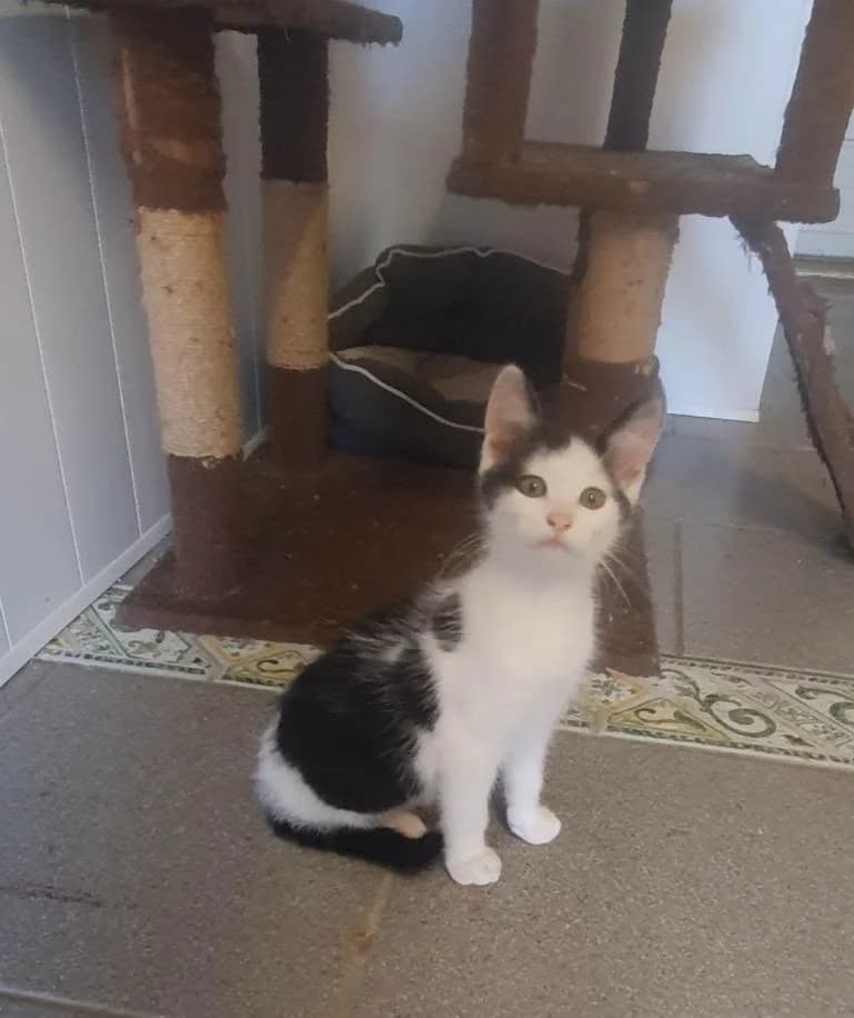 Silver, male Mixed Breed for adoption at SPA de la Haute-Vienne, Couzeix