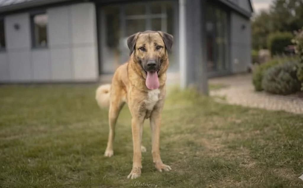 Simba, male mixed breed for adoption at SPA de la Haute-Vienne, Couzeix