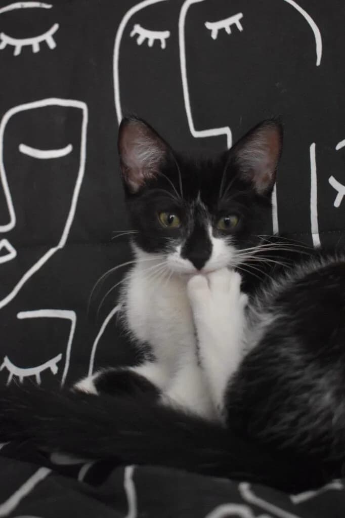 Spifen, male Mixed Breed for adoption at SPA de la Haute-Vienne, Couzeix