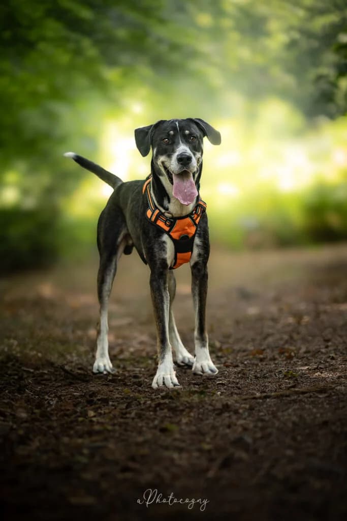 Spring, male Mixed Breed for adoption at SPA de la Haute-Vienne, Couzeix