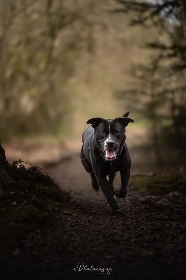 Tay, female Labrador Retriever for adoption at SPA de la Haute-Vienne, Couzeix
