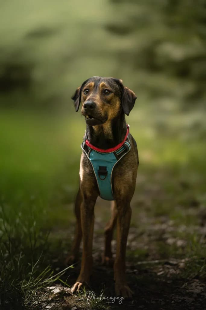 Tim, male Mixed Breed for adoption at SPA de la Haute-Vienne, Couzeix