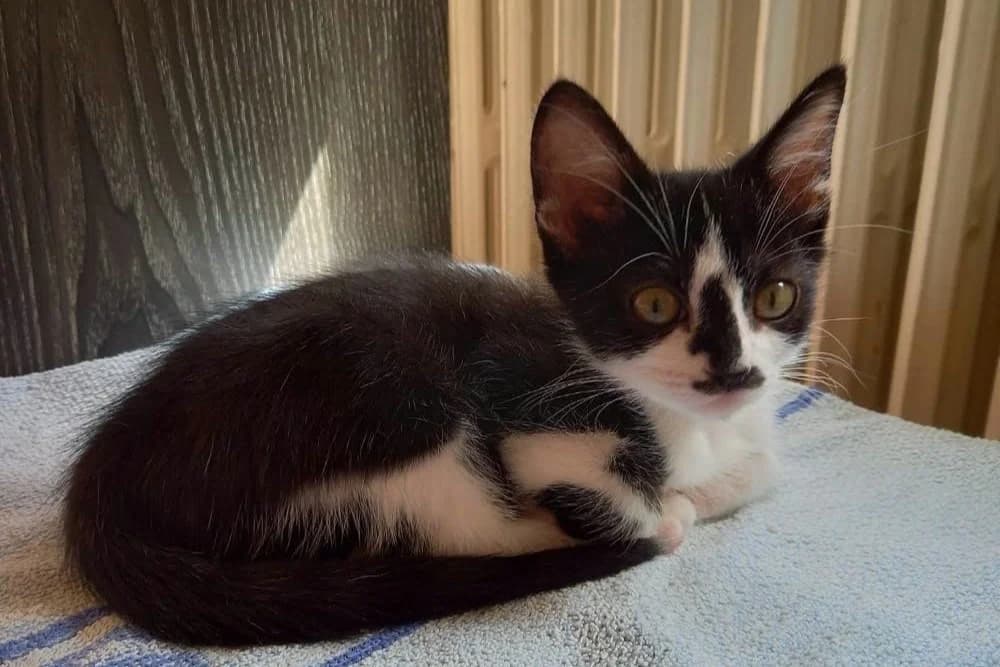 Toudoux, male puppy Mixed Breed for adoption at SPA de la Haute-Vienne, Couzeix