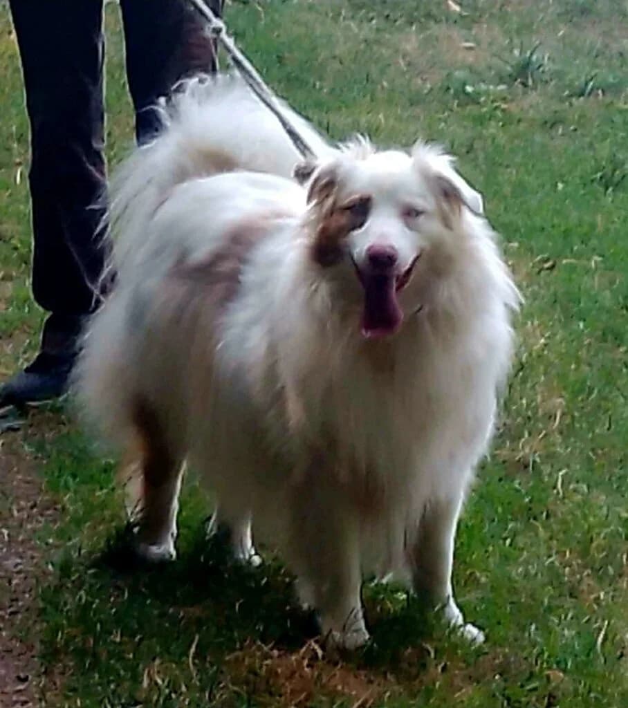 Trésor, female Mixed Breed for adoption at SPA de la Haute-Vienne, Couzeix