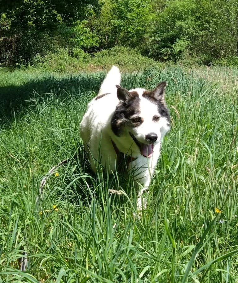 Trico, male Husky for adoption at SPA de la Haute-Vienne, Couzeix