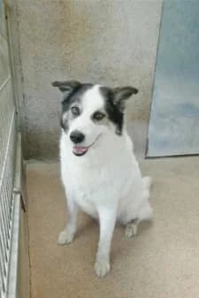 Trico, male senior Husky for adoption at SPA de la Haute-Vienne, Couzeix