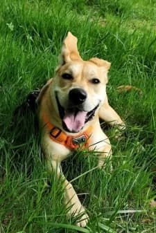 Twinkie, male young Labrador Retriever for adoption at SPA de la Haute-Vienne, Couzeix