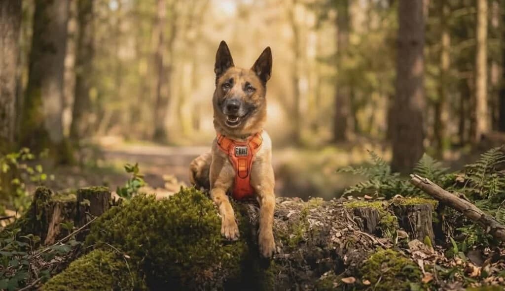 Tya, female Belgian Malinois for adoption at SPA de la Haute-Vienne, Couzeix