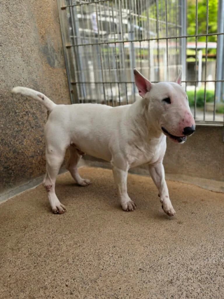 Tyler, male Bull Terrier for adoption at SPA de la Haute-Vienne, Couzeix