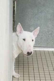 Tyler, male Bull Terrier for adoption at SPA de la Haute-Vienne, Couzeix — photo 8 of 9
