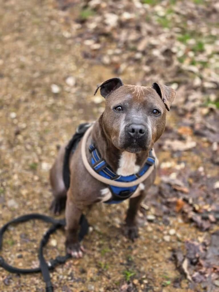 Tyson, male Mixed Breed for adoption at SPA de la Haute-Vienne, Couzeix