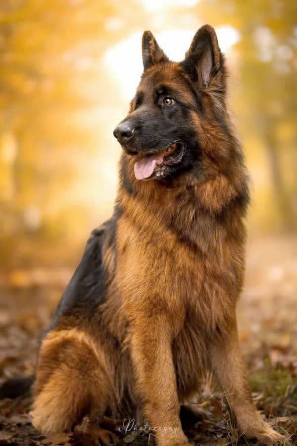 Tyson, male Mixed Breed for adoption at SPA de la Haute-Vienne, Couzeix