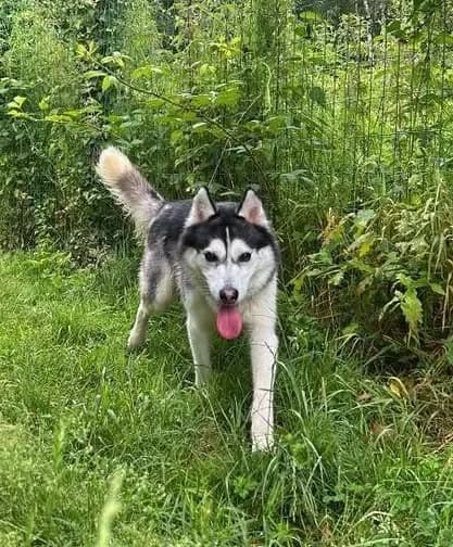 Ugo, male Mixed Breed for adoption at SPA de la Haute-Vienne, Couzeix