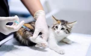 La vaccination animale,  Mixed Breed for adoption at SPA de la Haute-Vienne, Couzeix — photo 8 of 9