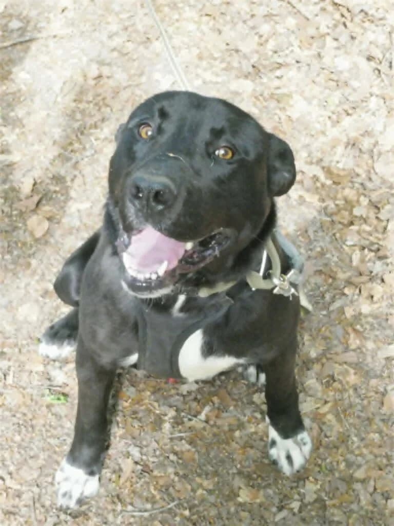 Vago, male Labrador Retriever for adoption at SPA de la Haute-Vienne, Couzeix