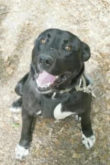 Vago, male 5yo Labrador Retriever for adoption at SPA de la Haute-Vienne, Couzeix