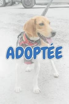 Vanille, male Beagle for adoption at SPA de la Haute-Vienne, Couzeix — photo 8 of 9