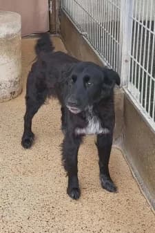 Yoshi, male Border Collie for adoption at SPA de la Haute-Vienne, Couzeix — photo 8 of 9