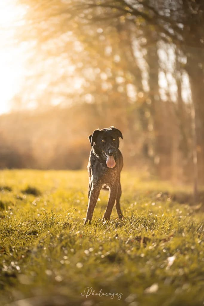 Ziggy, male Mixed Breed for adoption at SPA de la Haute-Vienne, Couzeix