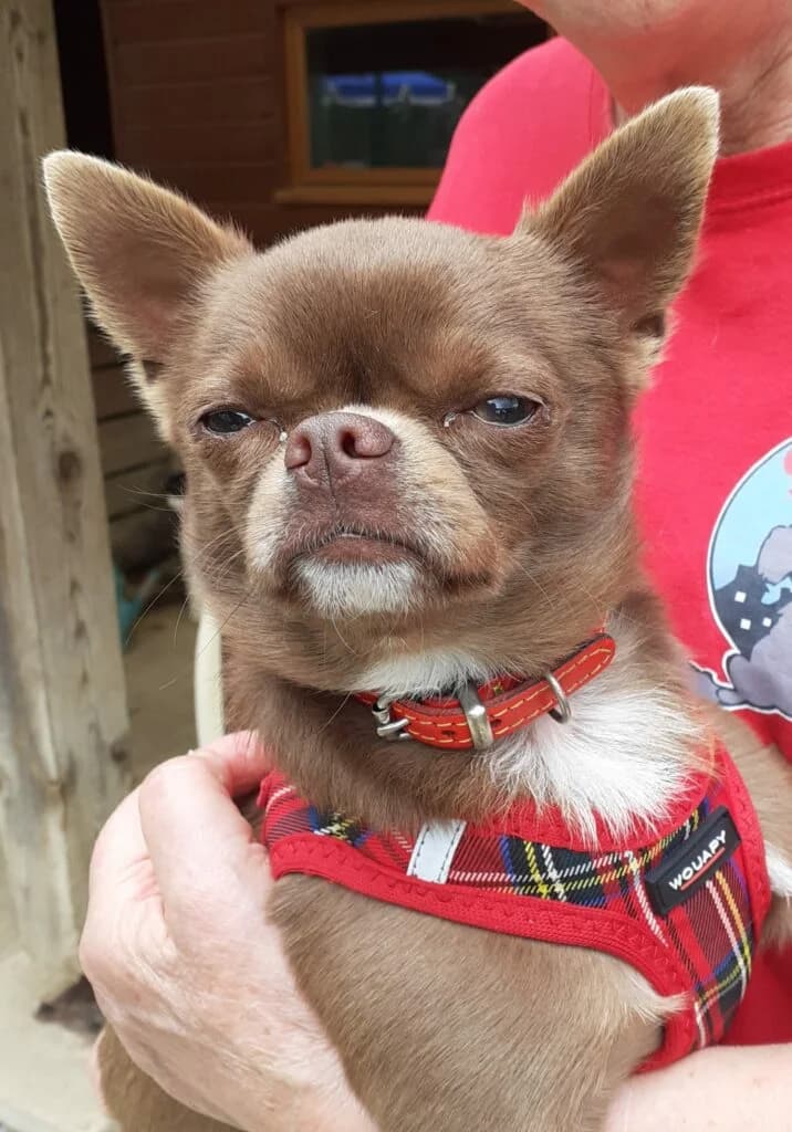 Ziggy, male Mixed Breed for adoption at SPA de la Haute-Vienne, Couzeix