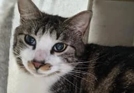 Noirote,  senior Mixed Breed for adoption at SPA89 Auxerre, spa89 auxerre