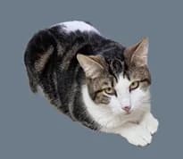 Noirote,  senior Mixed Breed for adoption at SPA89 Auxerre, spa89 auxerre