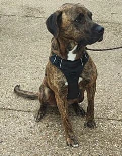 Arya,  young mixed breed for adoption at SPA89 Auxerre, spa89 auxerre