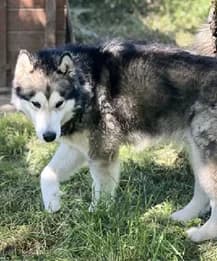 Booklyn,  young mixed breed for adoption at SPA89 Auxerre, spa89 auxerre