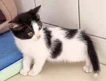 Bunny,  puppy Mixed Breed for adoption at SPA89 Auxerre, spa89 auxerre
