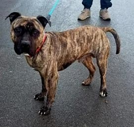 Eddy,  senior mixed breed for adoption at SPA89 Auxerre, spa89 auxerre