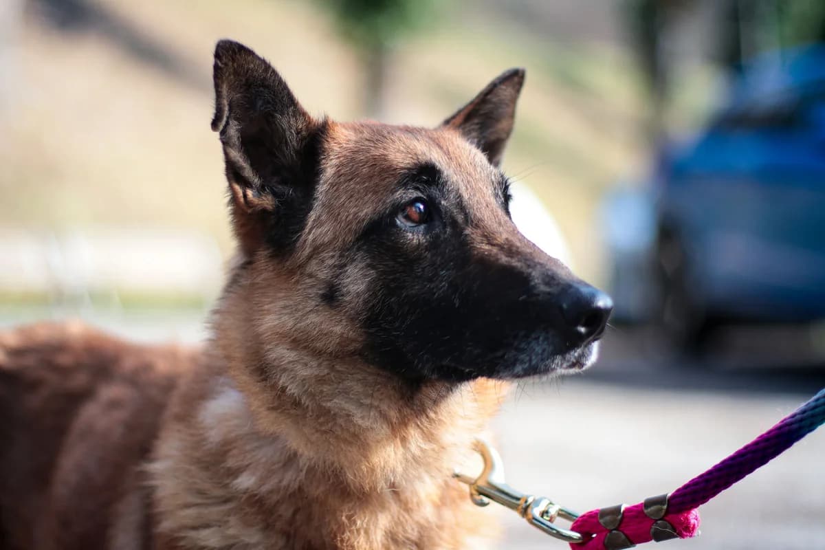 STELLA, female 3yo Mixed Breed for adoption at SPA de Belfort – L