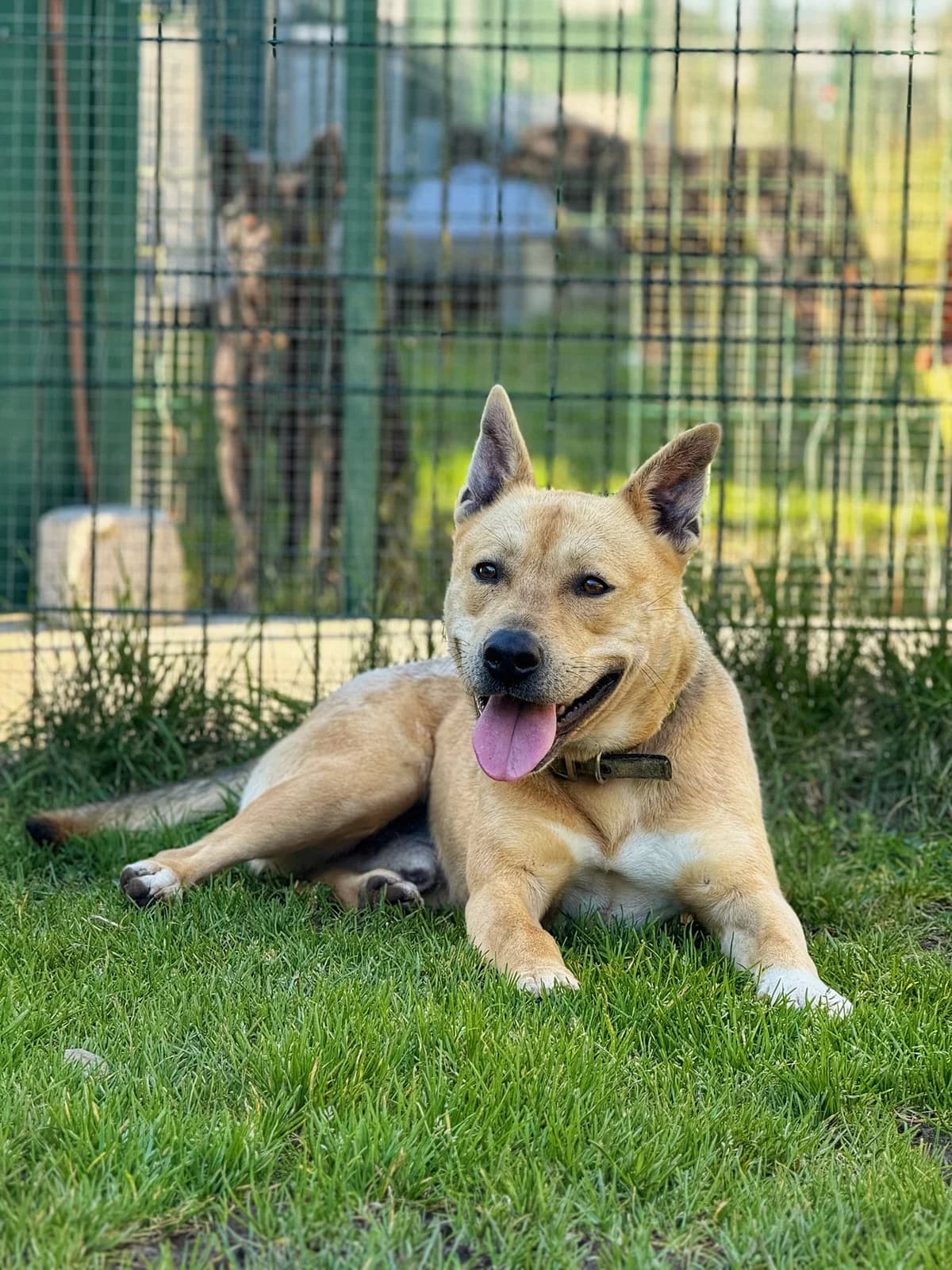 Tokyo,  Mixed Breed for adoption at SPA de Cornouaille, Quimper