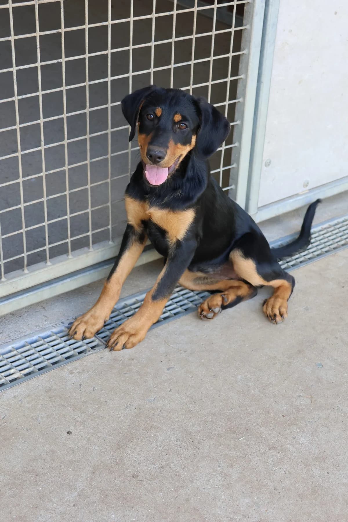 Bali,  puppy Mixed Breed for adoption at SPA de Cornouaille, Quimper