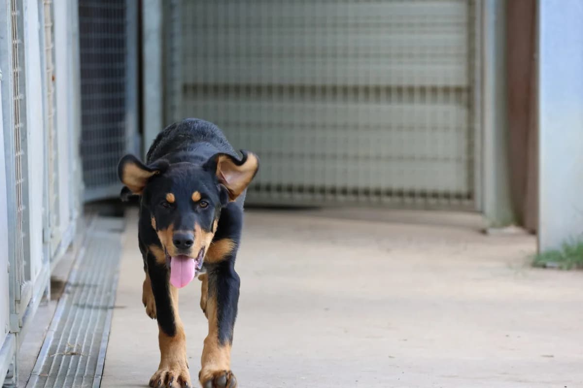 Barney,  puppy Mixed Breed for adoption at SPA de Cornouaille, Quimper