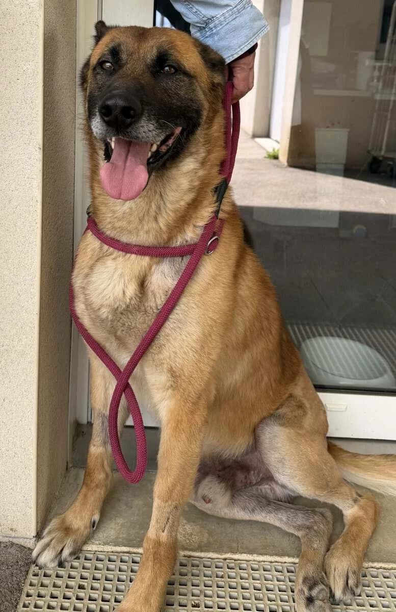 ATLAS, male 6yo Belgian Malinois for adoption at SPA des Cailloux, Dijon