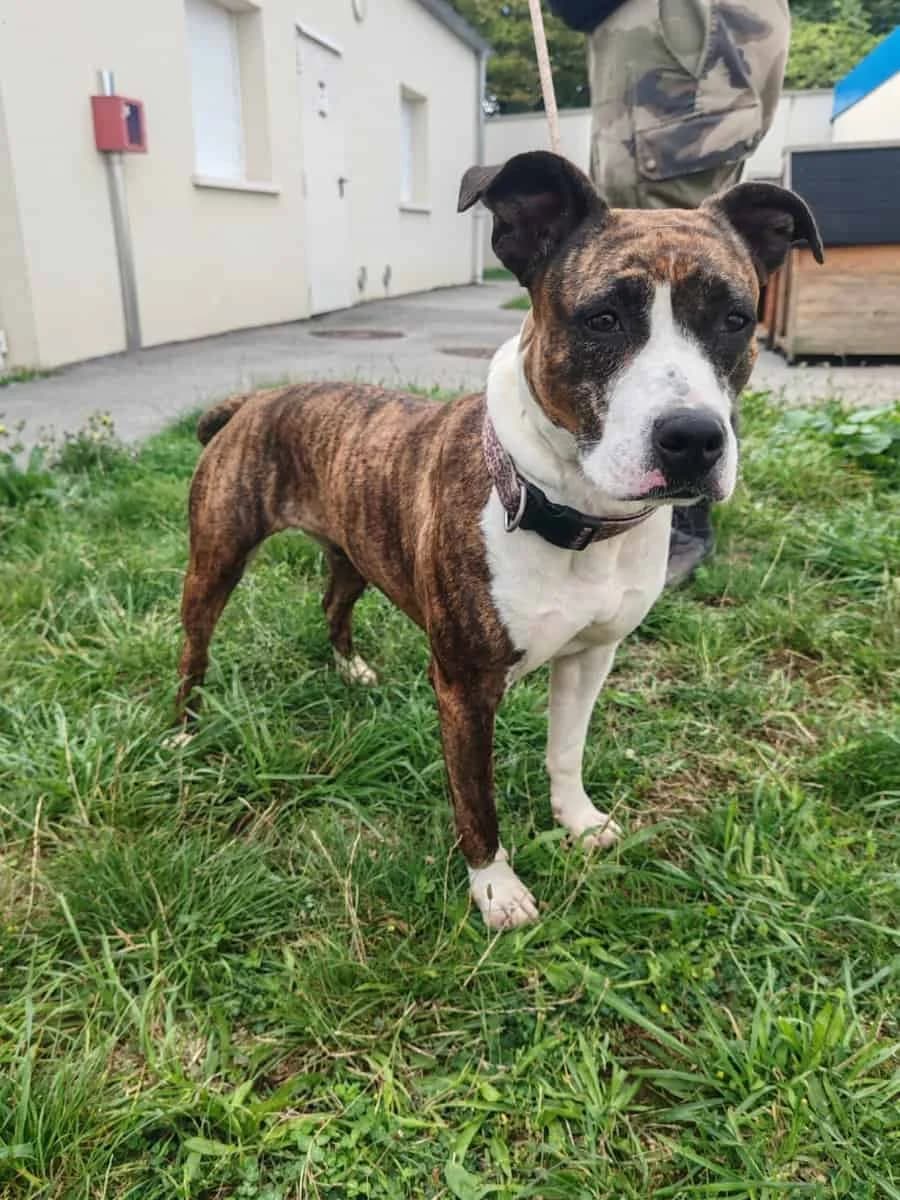 CALIFA, female 4yo American Staffordshire Terrier for adoption at SPA des Cailloux, Dijon