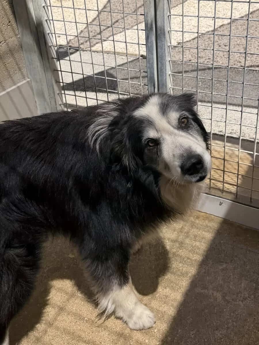 CALIN, male senior Border Collie for adoption at SPA des Cailloux, Dijon