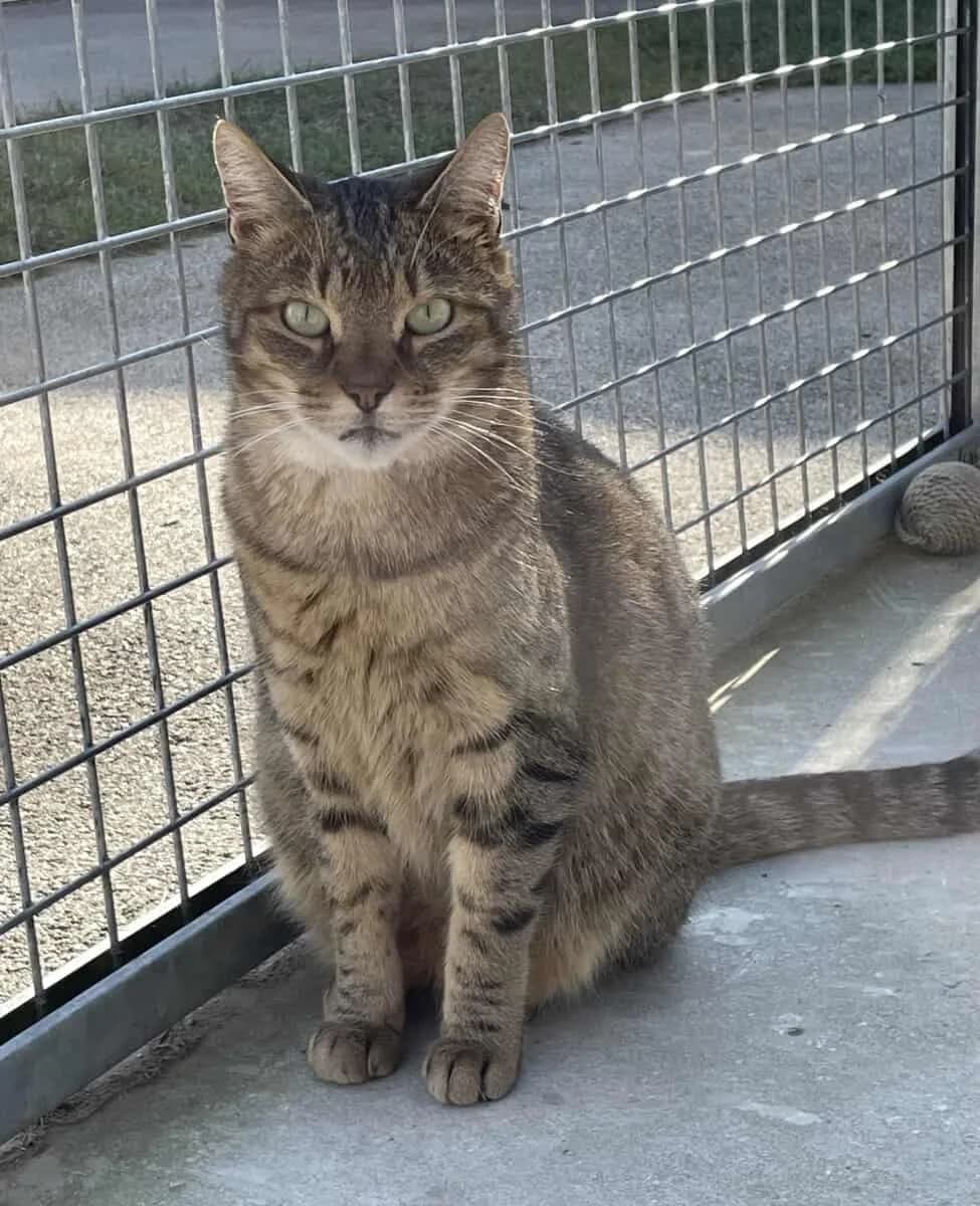 ÉLI, male senior European Shorthair for adoption at SPA des Cailloux, Dijon