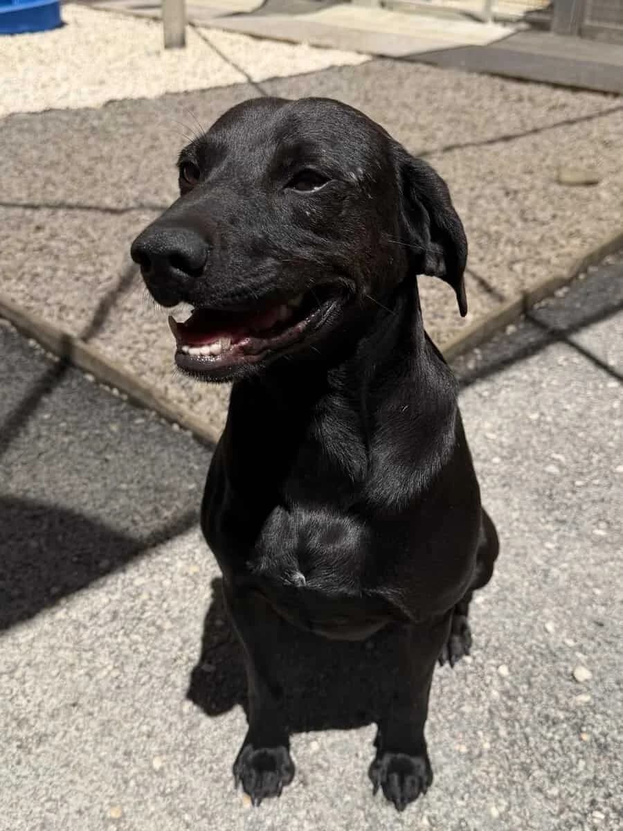 FLYNN, male 6yo Mixed Breed for adoption at SPA des Cailloux, Dijon