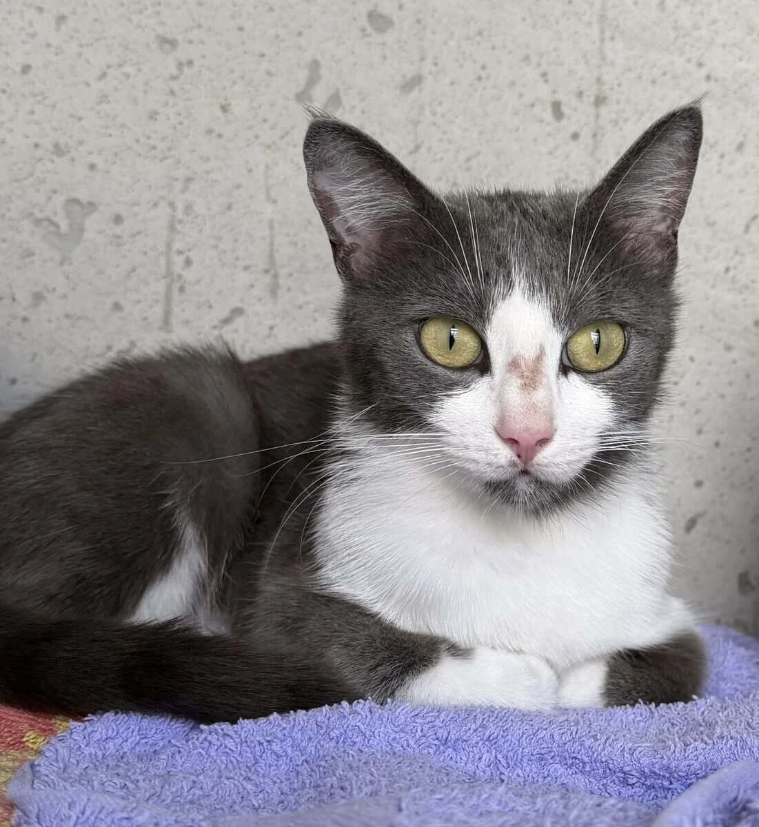 FREYA, female young European Shorthair for adoption at SPA des Cailloux, Dijon