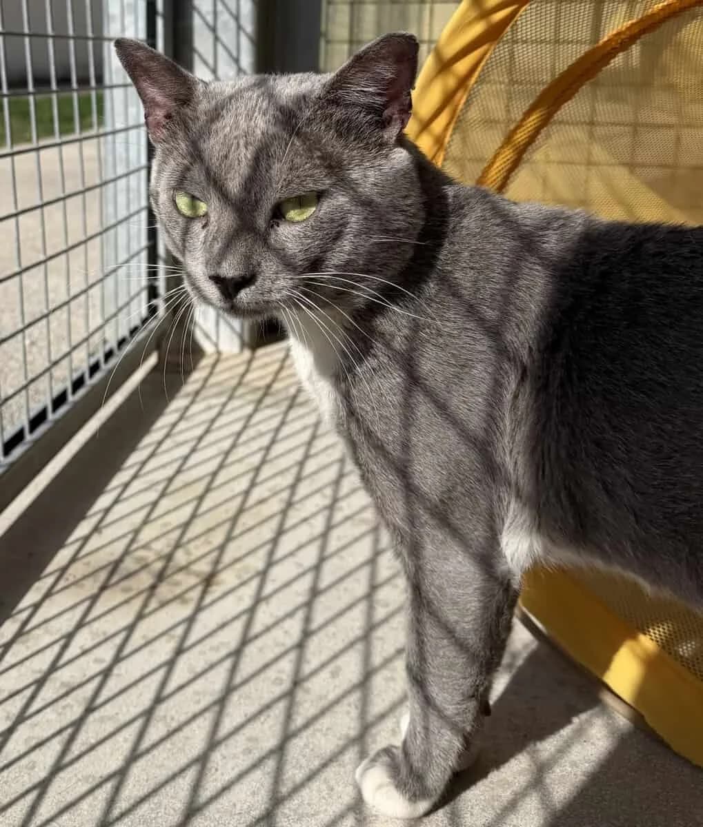 GRIS, male young European Shorthair for adoption at SPA des Cailloux, Dijon