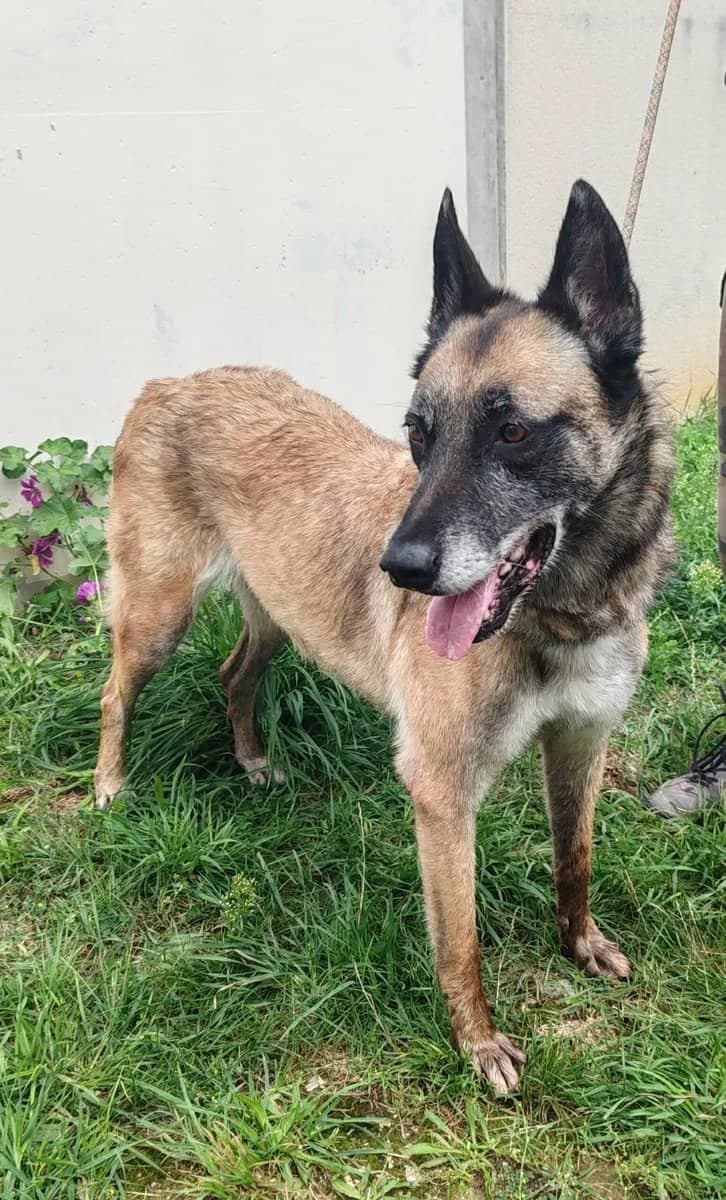 MAYA, female senior Belgian Malinois for adoption at SPA des Cailloux, Dijon