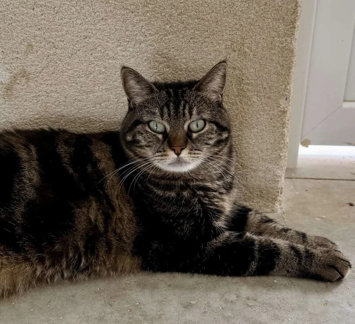 MELISSA, female 7yo European Shorthair for adoption at SPA des Cailloux, Dijon