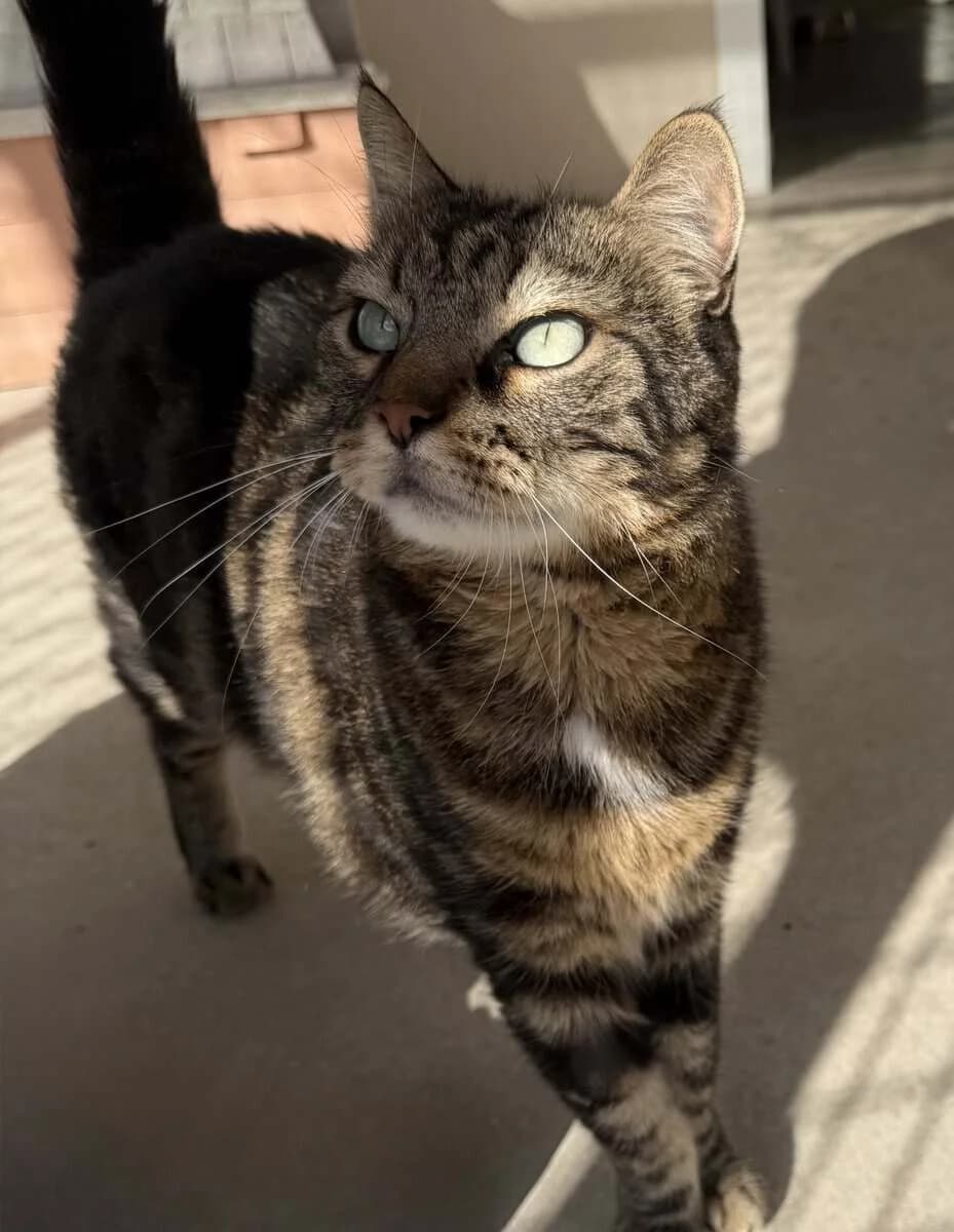 MICKEY, male 7yo European Shorthair for adoption at SPA des Cailloux, Dijon